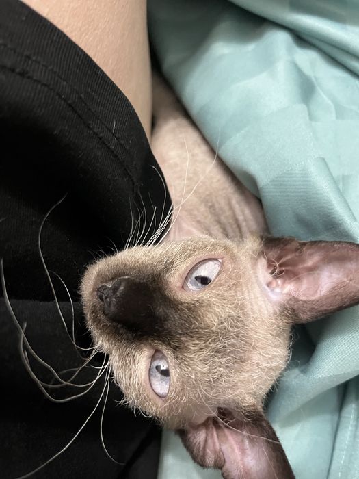 Котенок сфинкс девочка