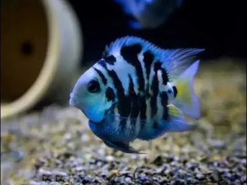 Продам аквариумная рыбка