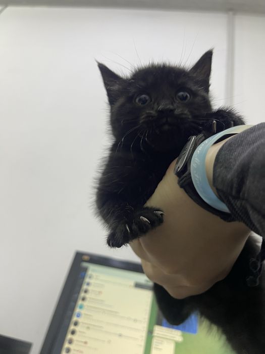 Домашние животные