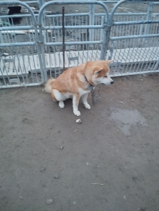 Акита-Ину(сучка)