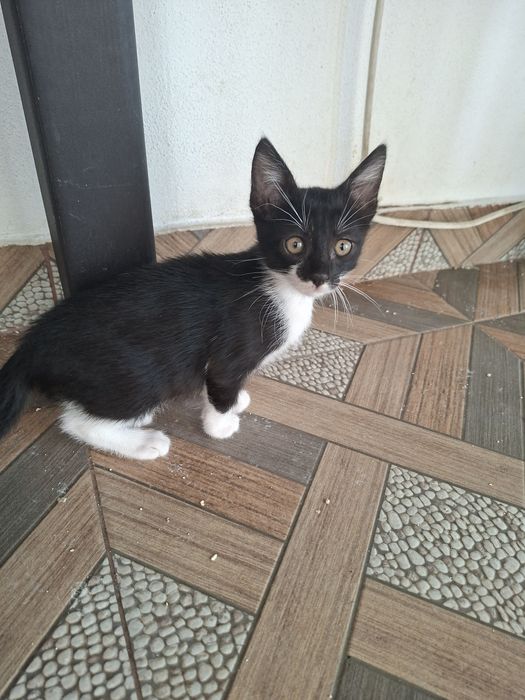 Donez pisici cuminti de rasa