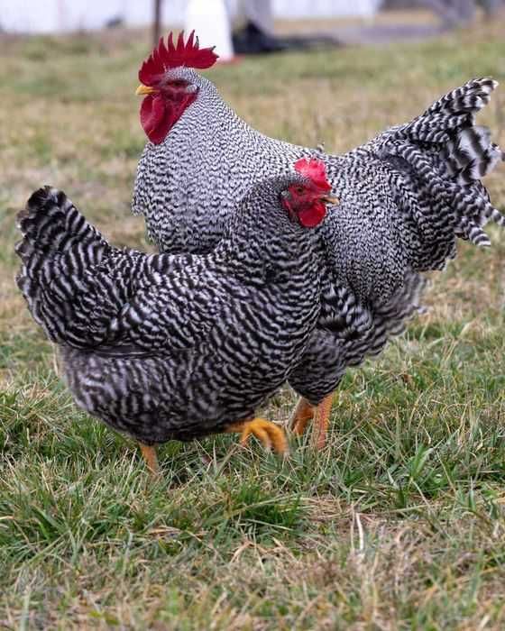 Animale si pasari
