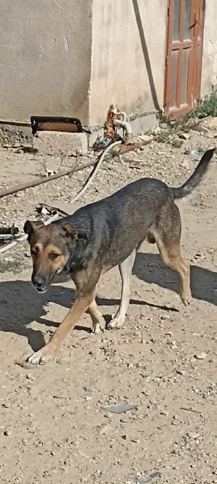 Отдам в добрые пуки двух собачек