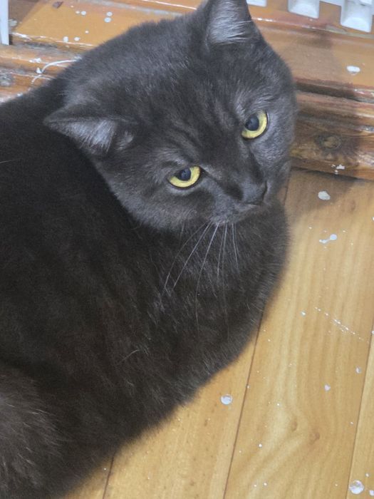 Кот и кошка отдам