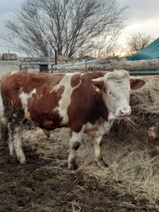 Продам быка на племя