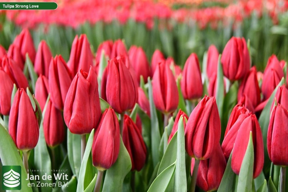 Тюльпаны с Голландий оптом