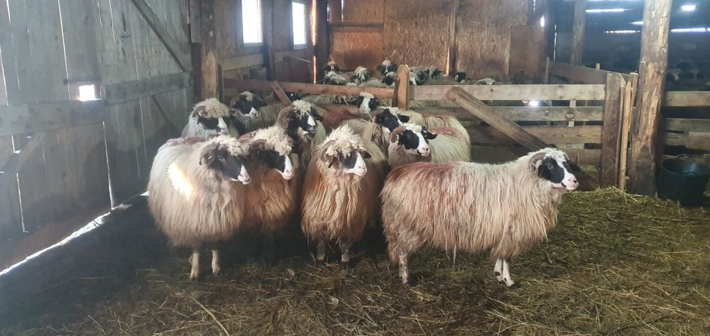 Oi breze disponibile