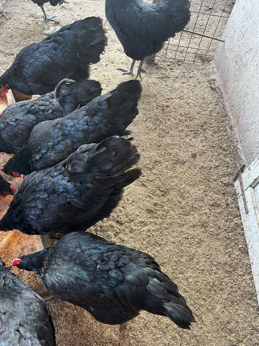 Oua australop incubat