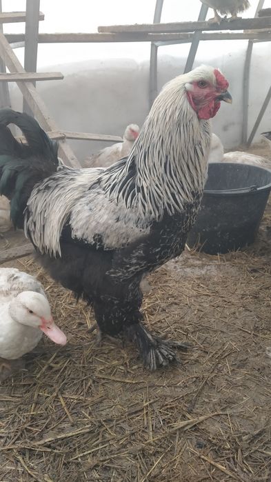 Продам петухов на племя