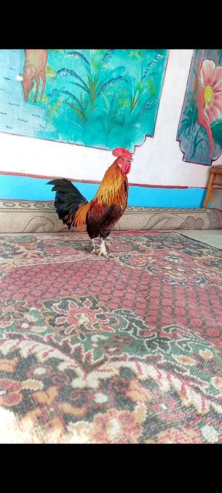 Японски қораз сатылады