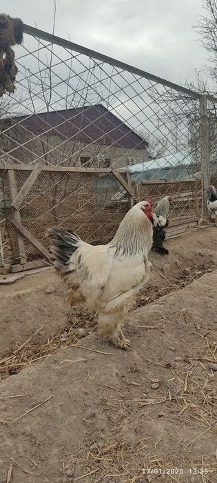 Burama tovuq tuxumlari sotiladi. Aniq toza burama.