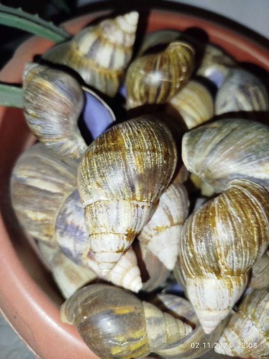 Ракушки натуральные