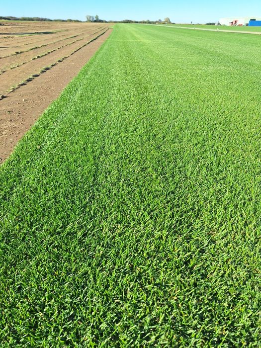 Amenajări grădini de la A la Z Gazon rulou plante ornamentale