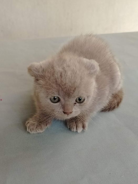 Шотландски клепоухи