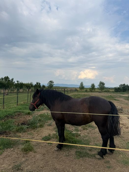 Iapă de vânzare   în Potău