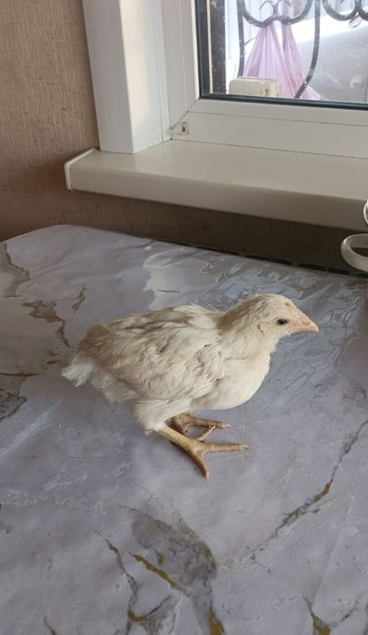 Продам цыплят 1.5 мес.