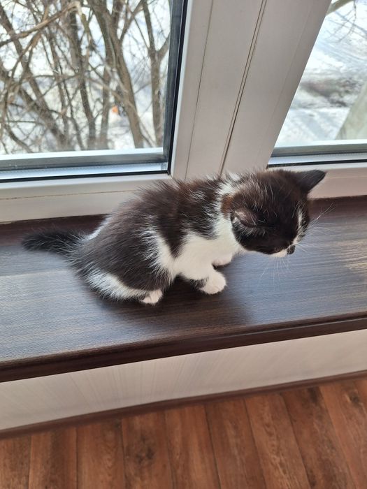 Отдам кошечку в добрые руки.