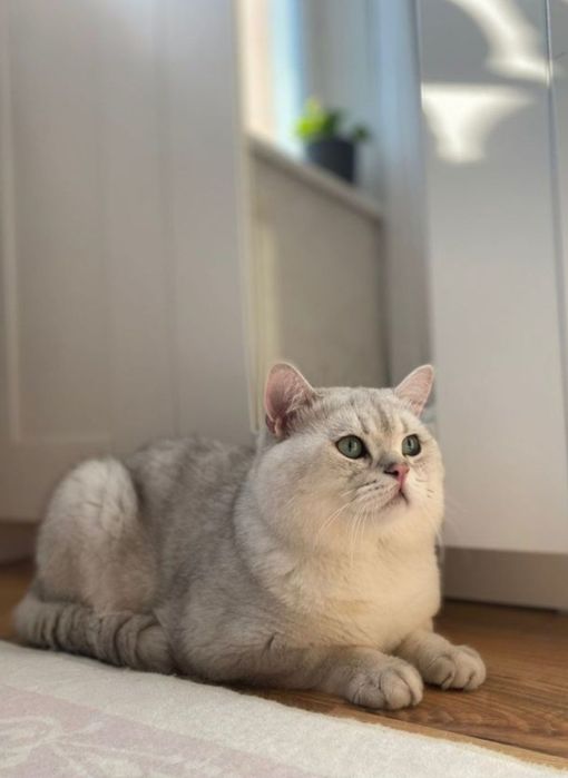 Британские котята