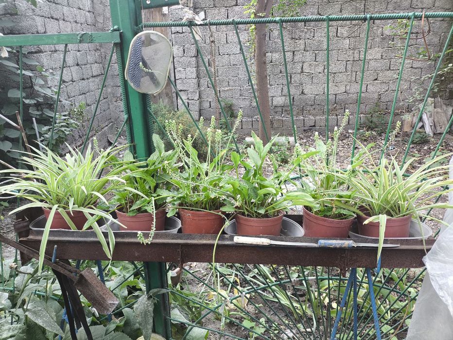 Комнатные цветы из дома