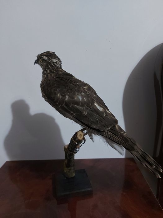 Uliu pasarar impaiat UP1