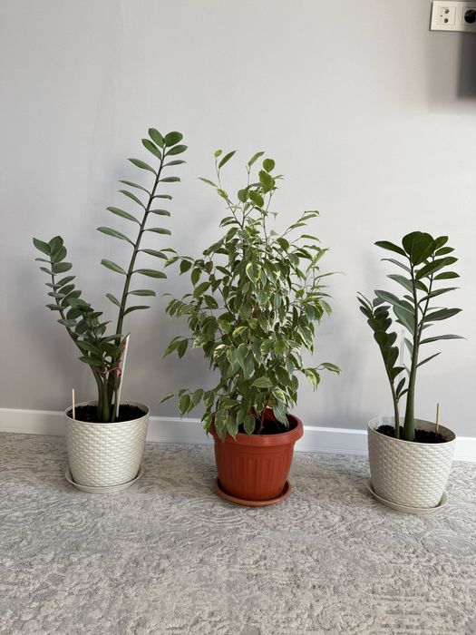 Комнатные цветы