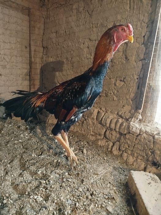 Dakan xo'roz sotiladi