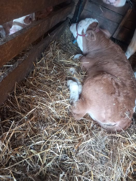 Vând vitel și vițea