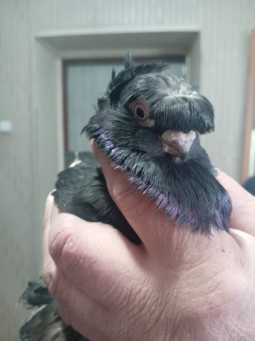 Продам голубей пара