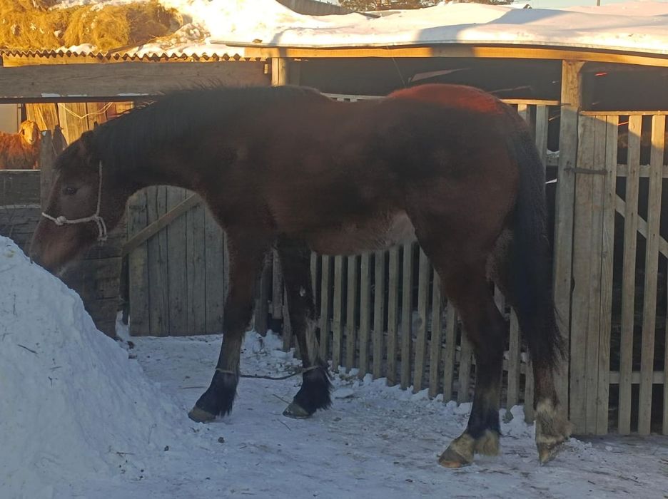 Байтал сатамын!!