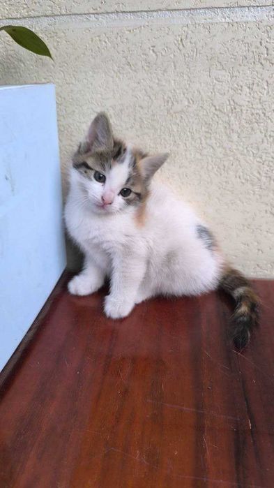 Ваш личный антистресс - котята, приучены к лотку, 1.5 месяца.