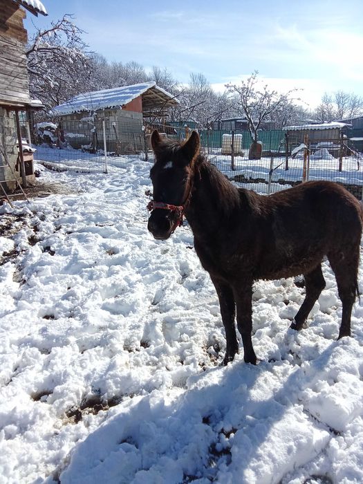 Vând mânz,vârsta 10 luni,3000  lei ușor negociabil m