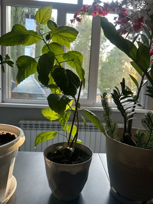 Продам комнатные цветы