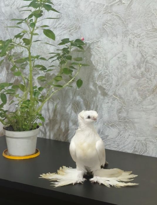 Голубь.            .          .