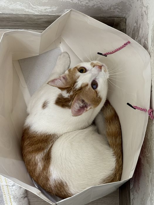 Забавный кот по кличке Твикс