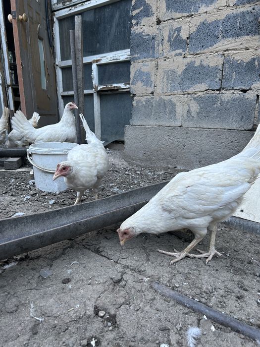 Продам кур несушек
