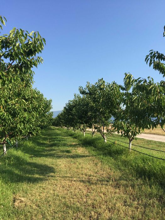 Продава се Земеделски имот в с. Ново село, Област Пловдив -  кв.м за 2010 €/дка - Снимка #7