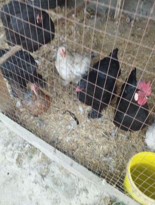 Брама товук хурозлар сотилади срочно хаммасини Бир жойда сотилади