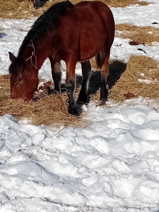 Vând sau schimb manza