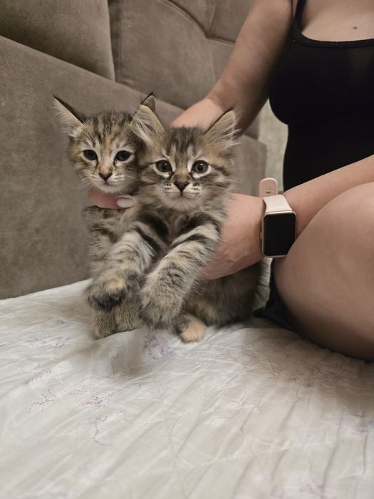Котята в добрые руки девочки