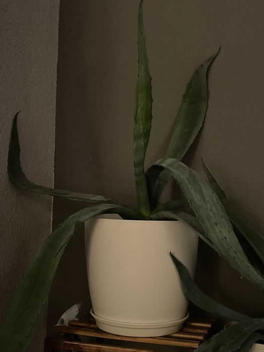 Aloe Vera ornamentala