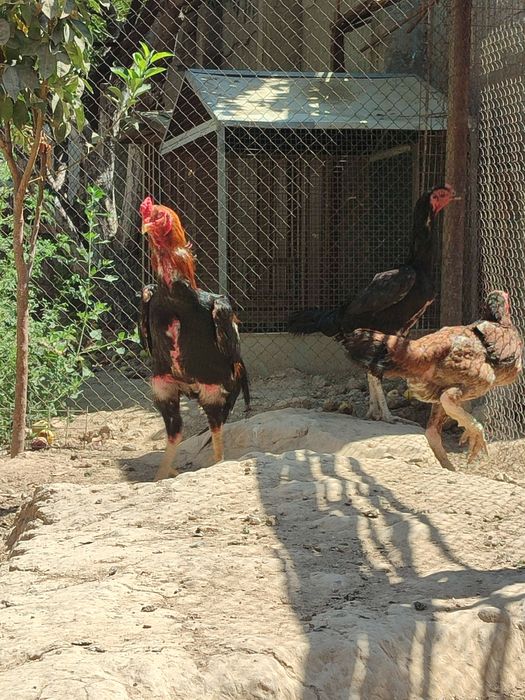 Rus tilida BDSM tomosha qiling