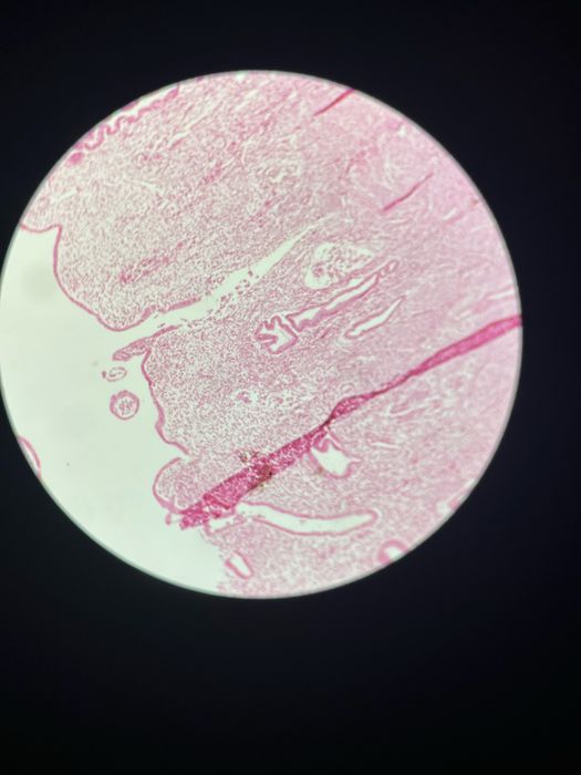 Meditatii Biologie Bac/Admitere- Anatomie si Fiziologie Corint