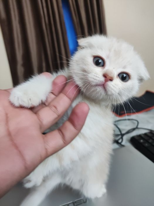 Продаются чистокровные котята