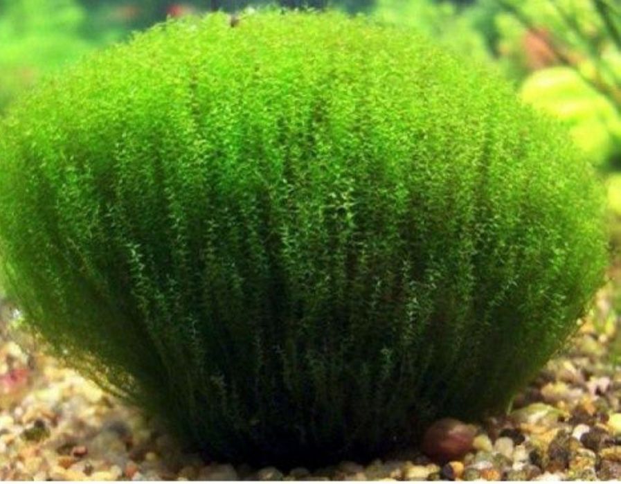 Аквариумное растение мох стринг