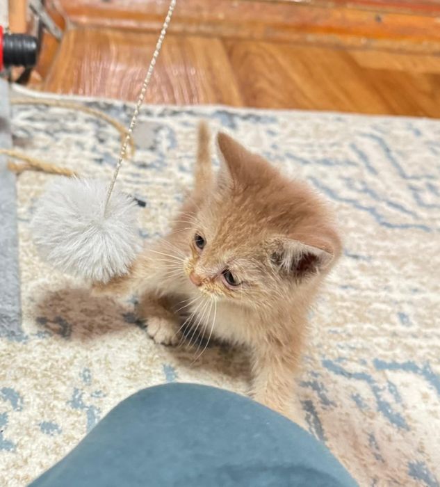 Отдам котенка в хорошие руки