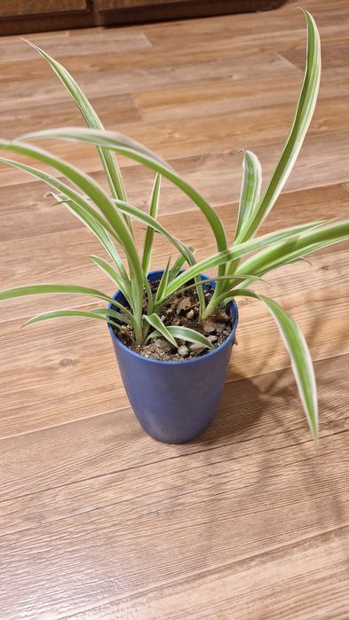 Февральский цветочки