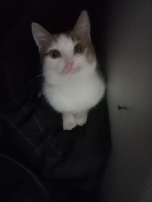 Кот кот кот кот кот