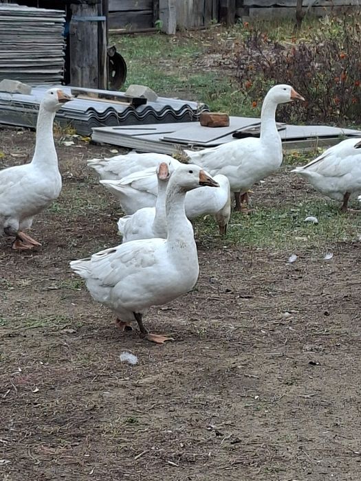 Продам живых гусей
