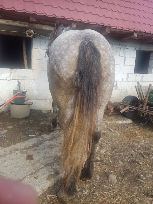 Vand iapa de 3 ani