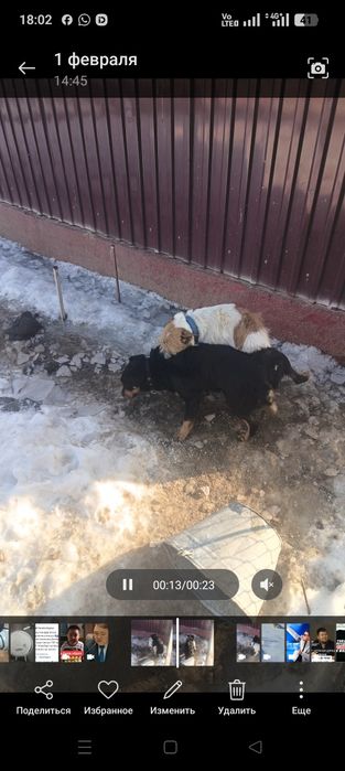 Фокстерьер+ягьдтерер